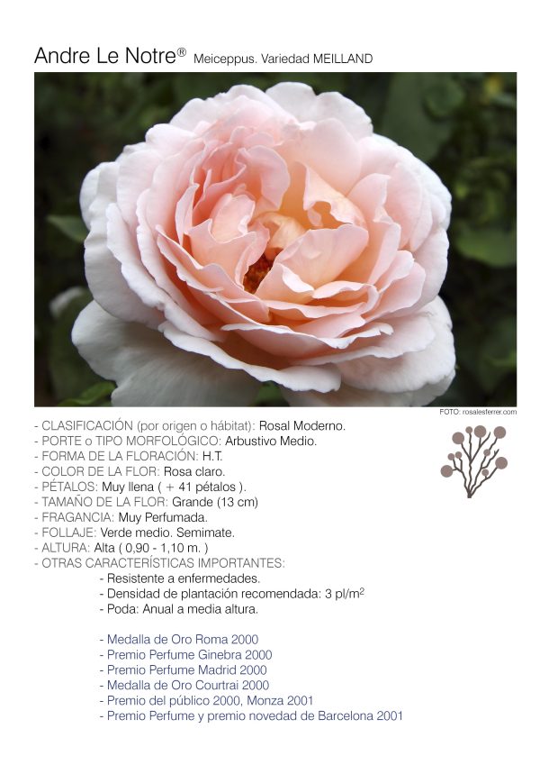 1 rosal ANDRE LE NOTRE – Meiceppus. 1 rosal ANDRE LE NOTRE – Meiceppus.