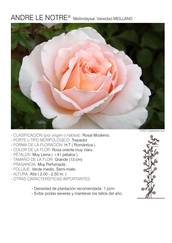 1 rosal ANDRE LE NOTRE TREP. – Meilindaysar. 1 rosal ANDRE LE NOTRE TREP. – Meilindaysar.