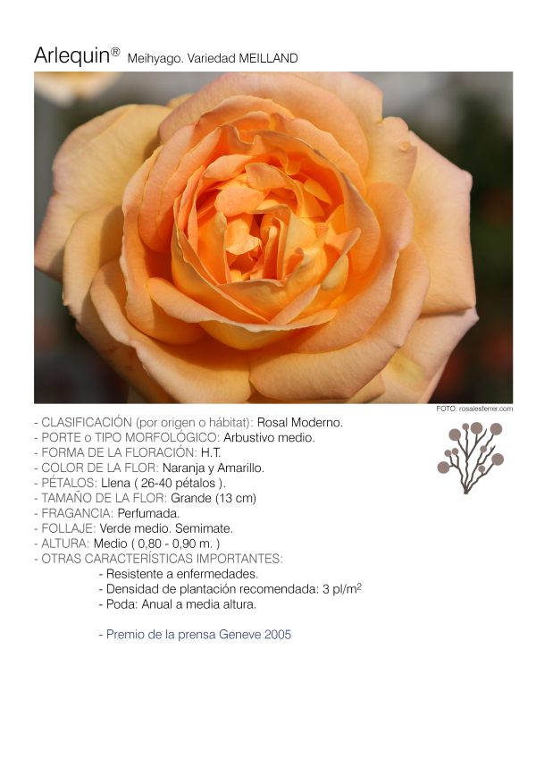 1 rosal ARLEQUIN – Meihyago. 1 rosal ARLEQUIN – Meihyago.