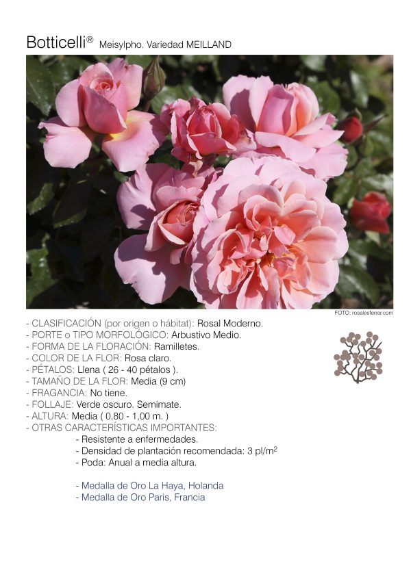 1 rosal BOTTICELLI – Meisylpho. 1 rosal BOTTICELLI – Meisylpho.
