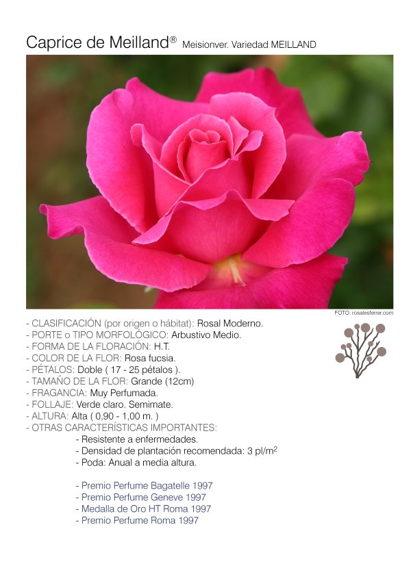 1 rosal CAPRICE DE MEILLAND – Meisionver. 1 rosal CAPRICE DE MEILLAND – Meisionver.