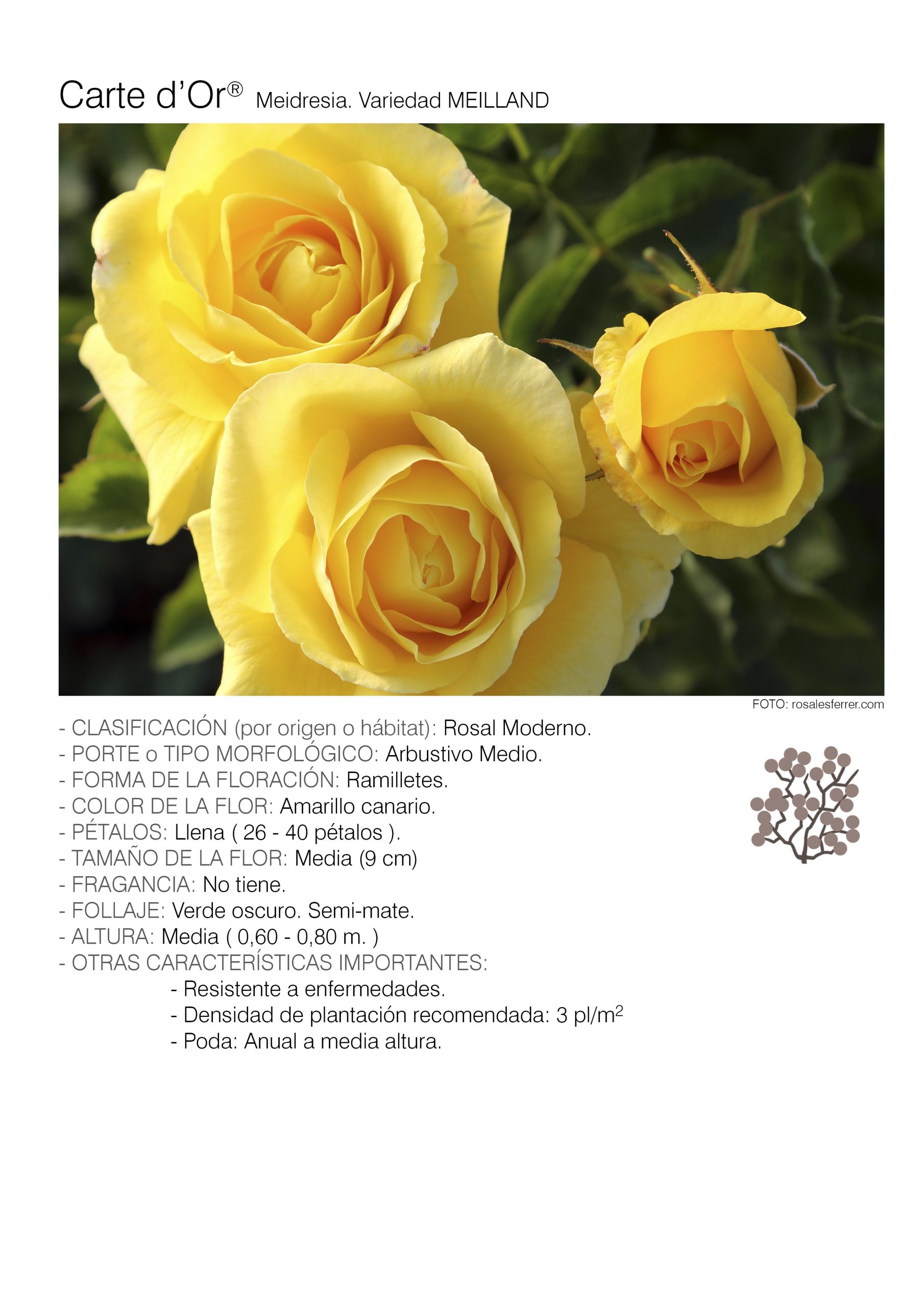 1 rosal CARTE D'OR - Meidresia.