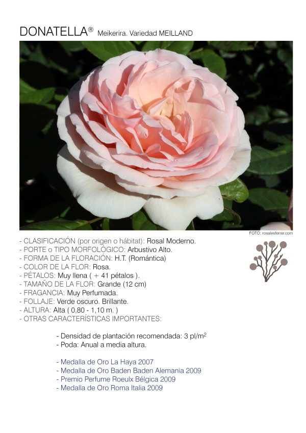 10 rosales DONATELLA – Meikerira.