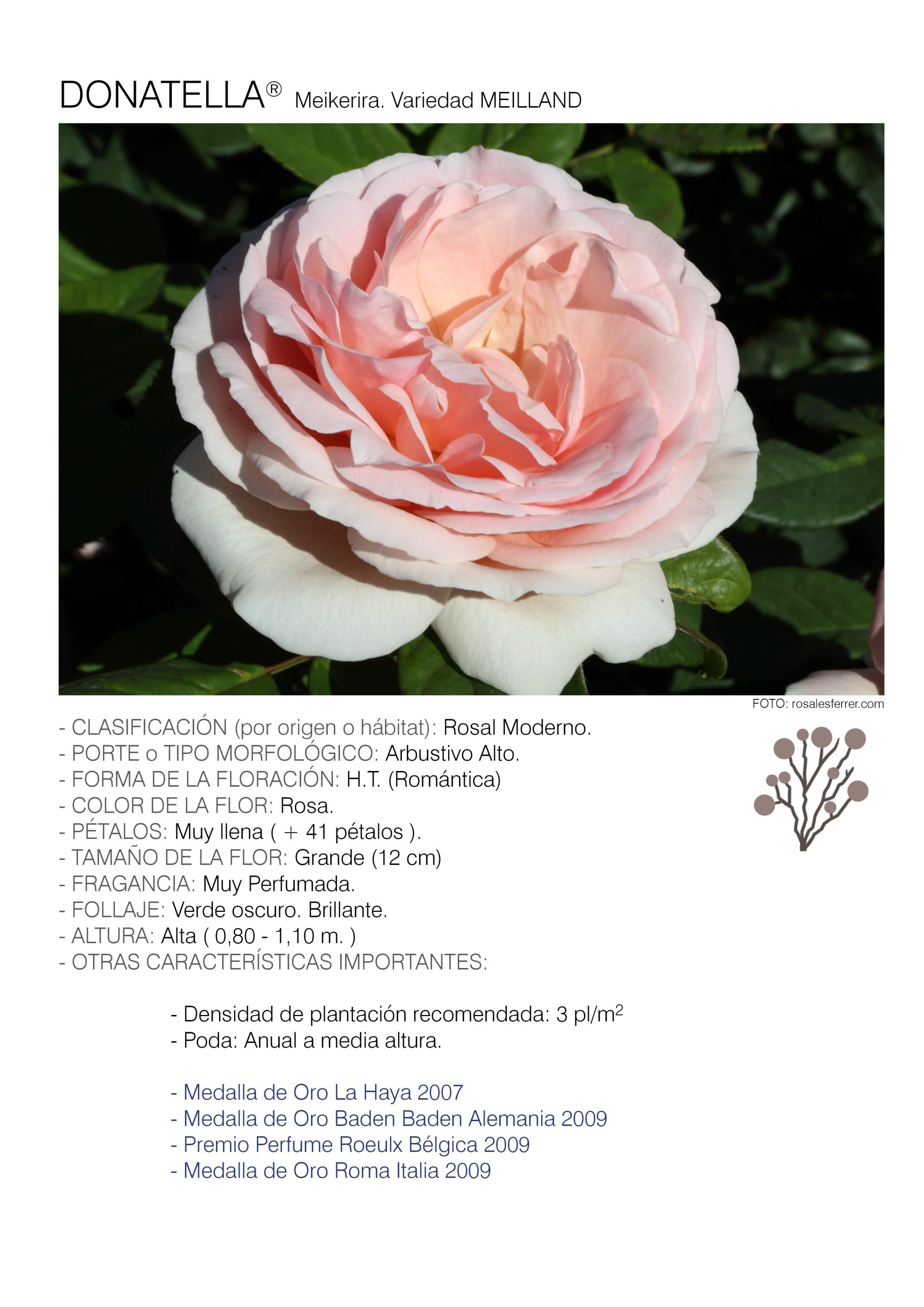 10 rosales DONATELLA - Meikerira.