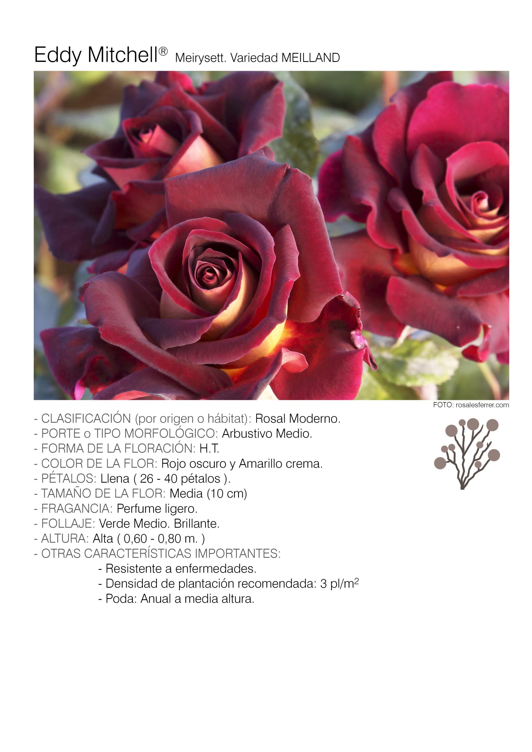 1 rosal EDDY MITCHELL - Meirysett.