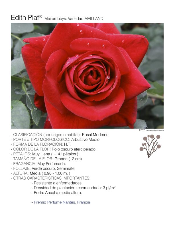 1 rosal EDITH PIAF – Meiramboys. 1 rosal EDITH PIAF – Meiramboys.