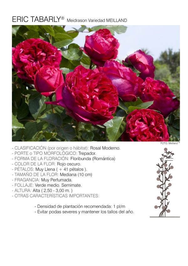 1 rosal ERIC TABARLY TREP. – Meidrason. 1 rosal ERIC TABARLY TREP. – Meidrason.