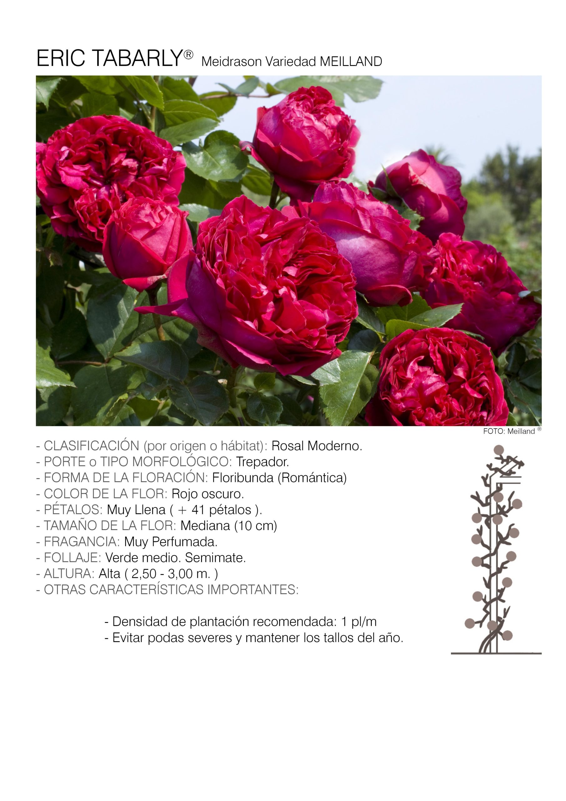 1 rosal ERIC TABARLY TREP. - Meidrason.