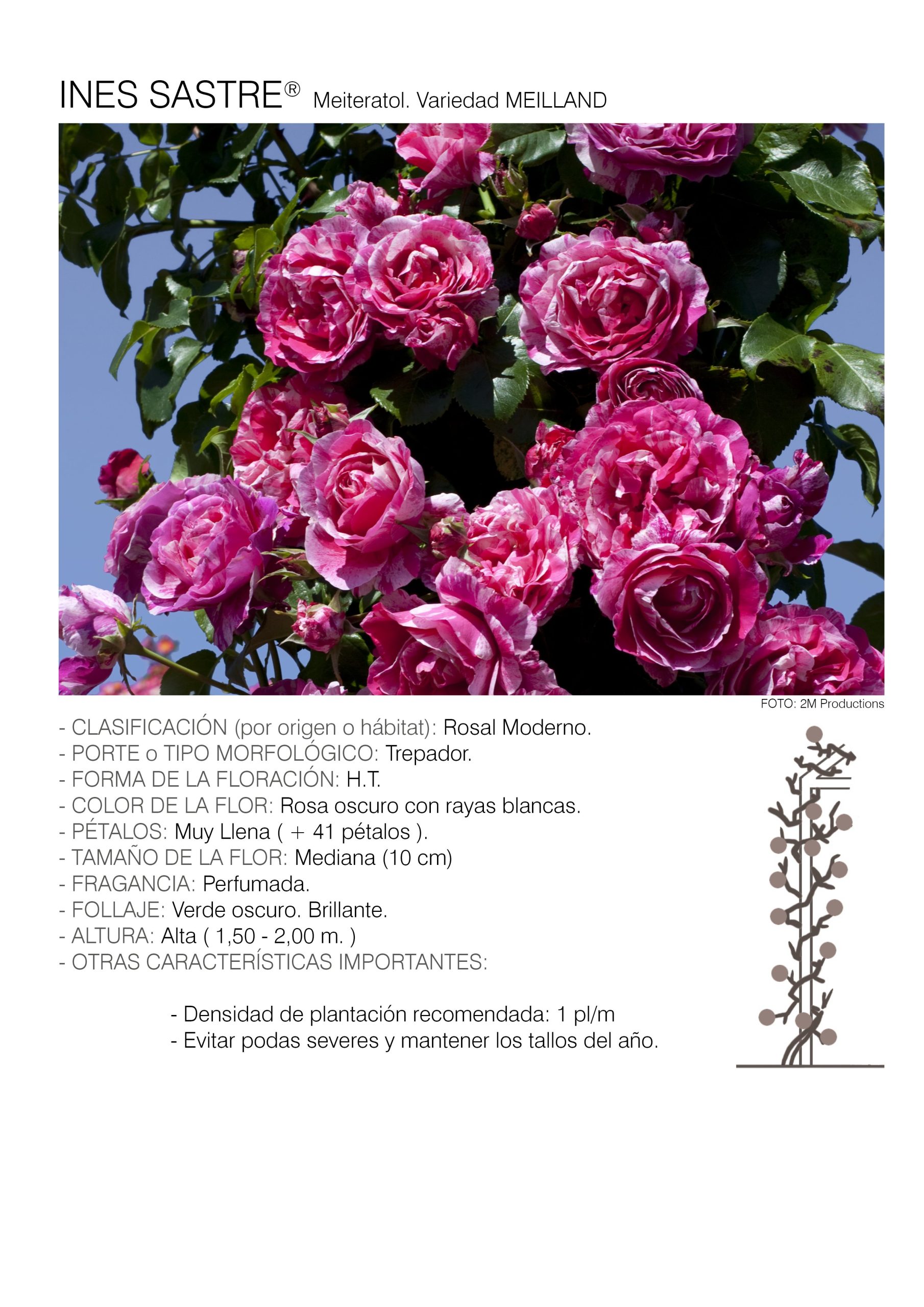 1 rosal INES SASTRE TREP. - Meiteratol.