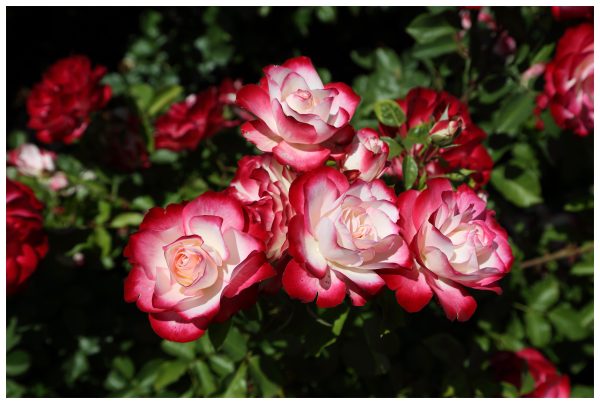 1 rosal JUBILE DU PRINCE DE MONACO – Meisponge.