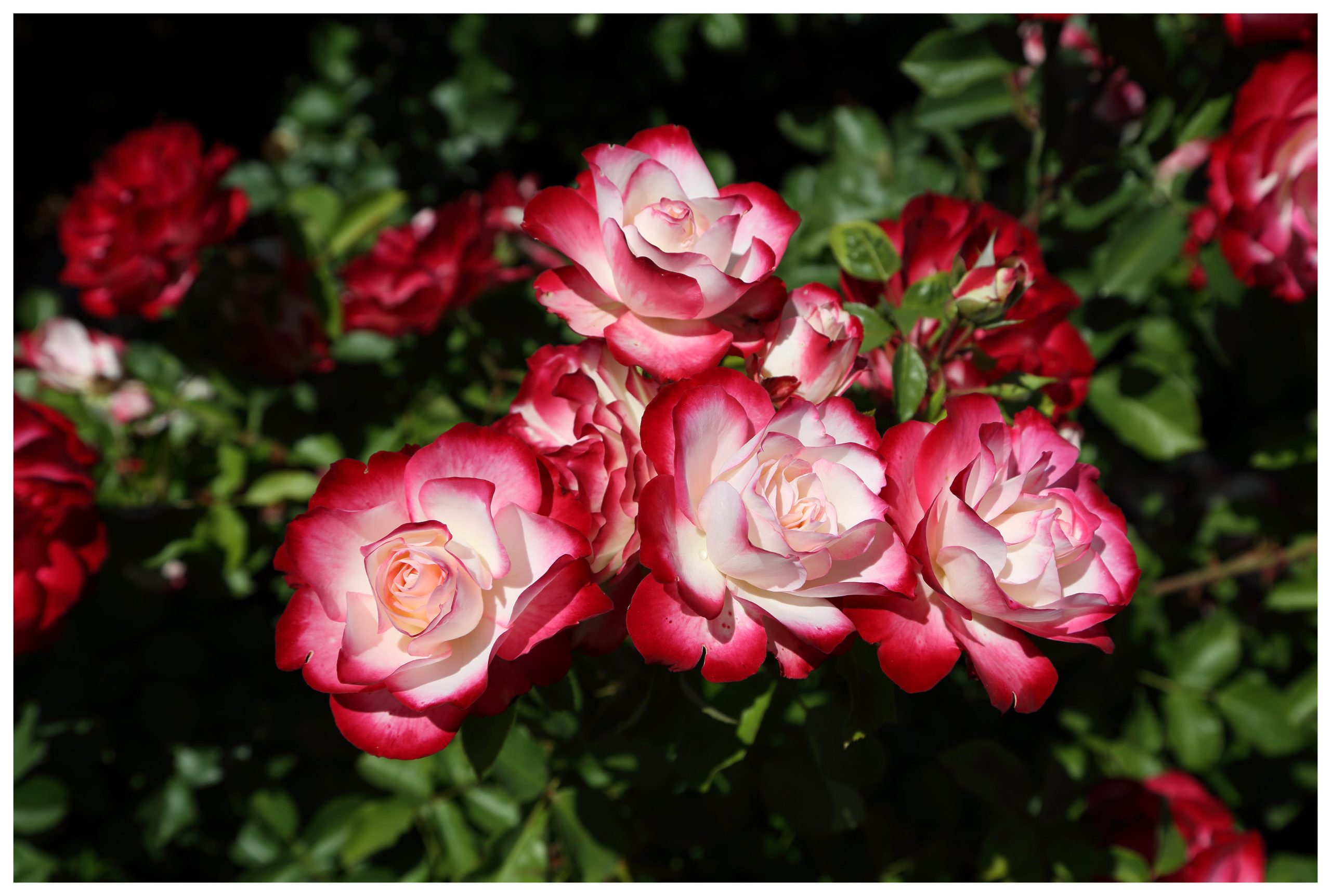 1 rosal JUBILE DU PRINCE DE MONACO - Meisponge.