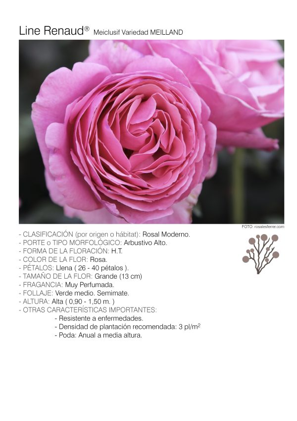 1 rosal LINE RENAUD – Meiclusif.