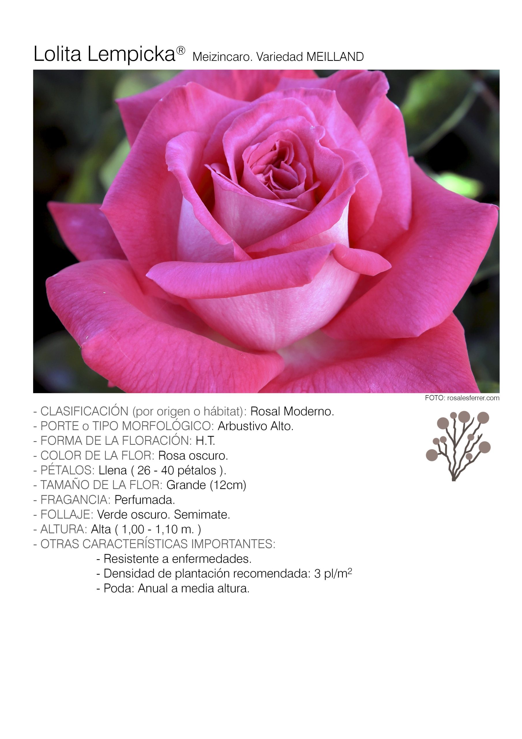1 rosal LOLITA LEMPICKA - Meizincaro.