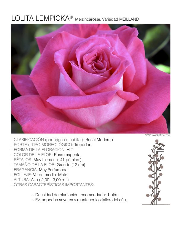 1 rosal LOLITA LEMPICKA TREP. – Meizincarosar.