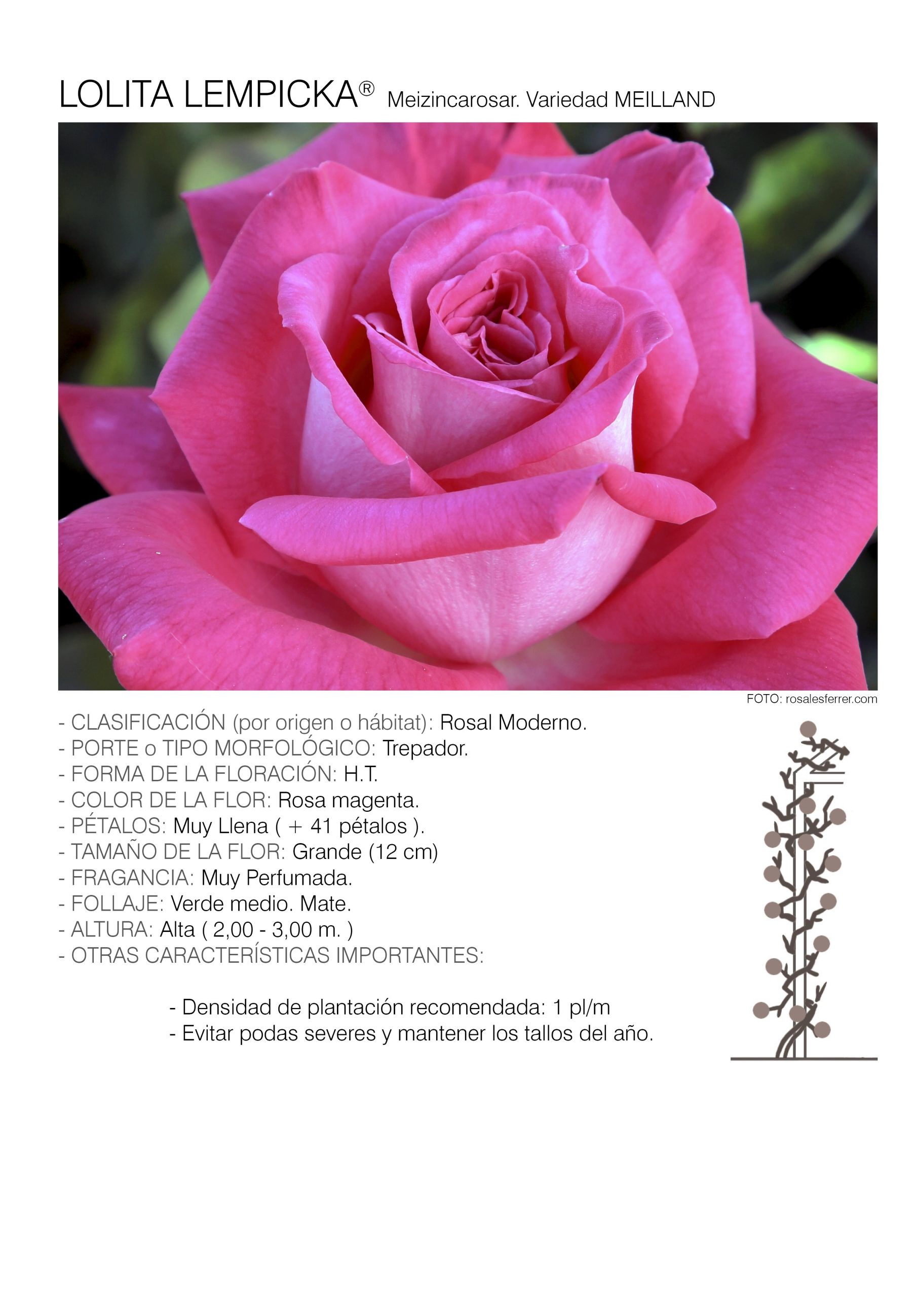 1 rosal LOLITA LEMPICKA TREP. - Meizincarosar.