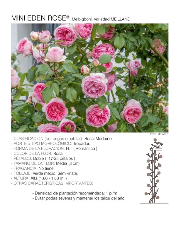 1 rosal MINI EDEN ROSE – Meibigboni.