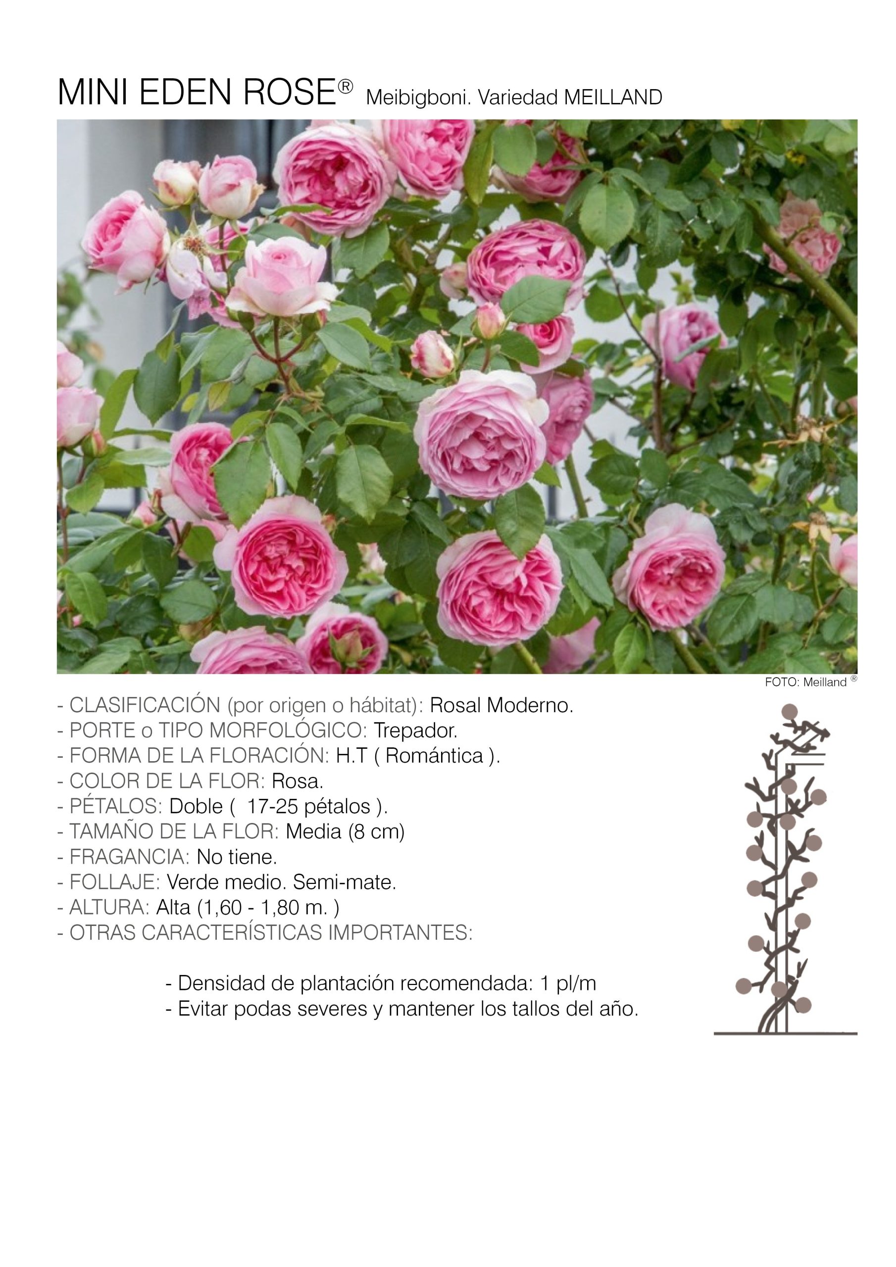 1 rosal MINI EDEN ROSE - Meibigboni.