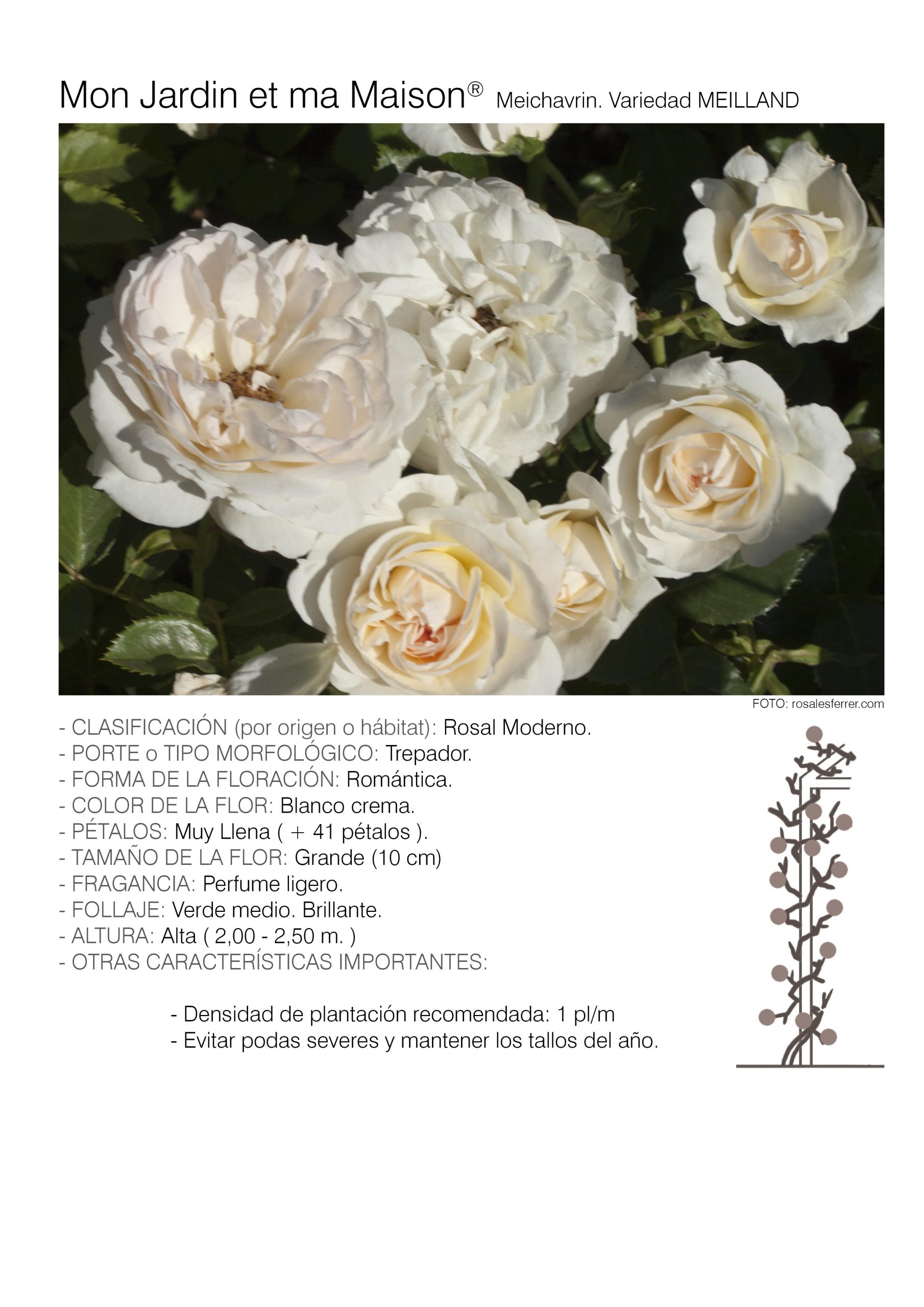 10 rosales MON JARDIN ET MA MAISON TREP. - Meichavrin.