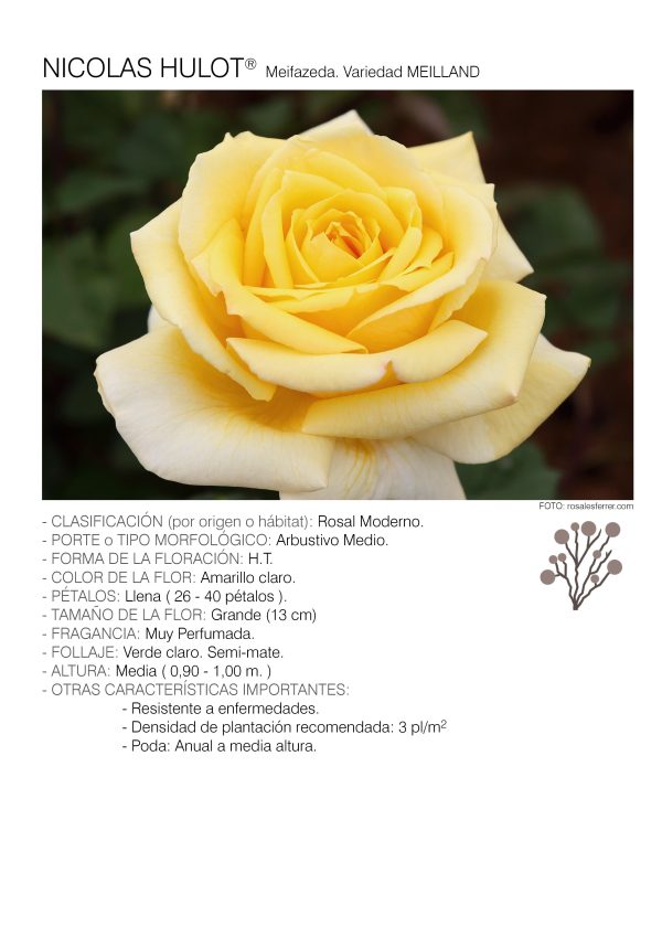 1 rosal NICOLAS HULOT – Meifazeda.