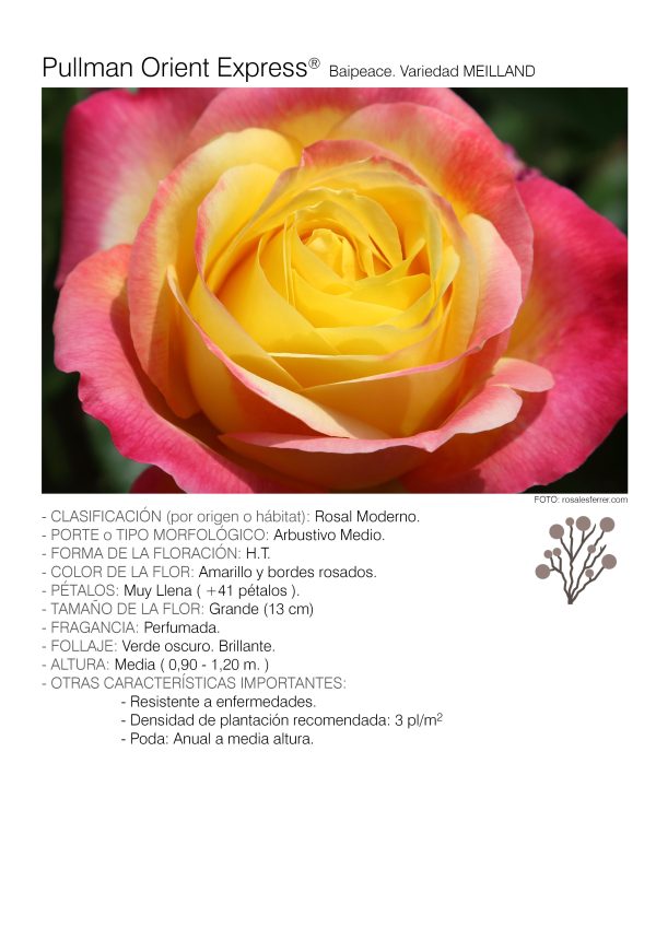 1 rosal Oriental PEACE Baipeace