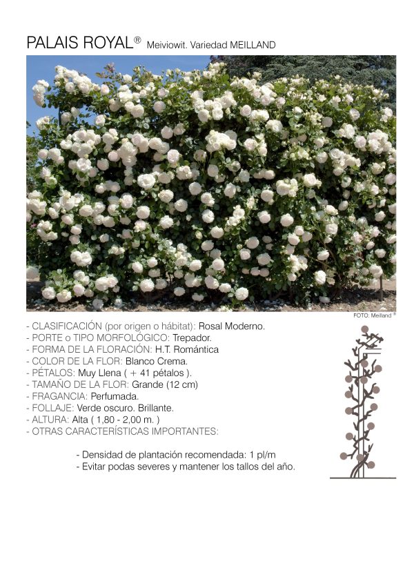 1 rosal PALAIS ROYAL TREP. – Meiviowit.