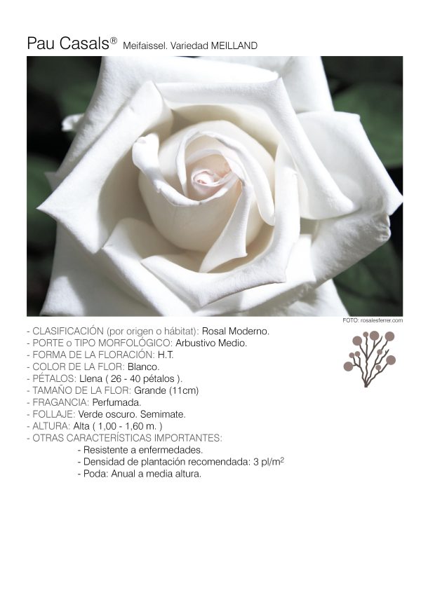 1 rosal PAU CASALS – Meifaissel.
