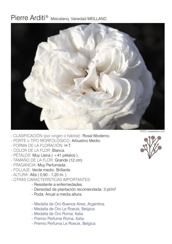 1 rosal PIERRE ARDITI – Meicalanq.