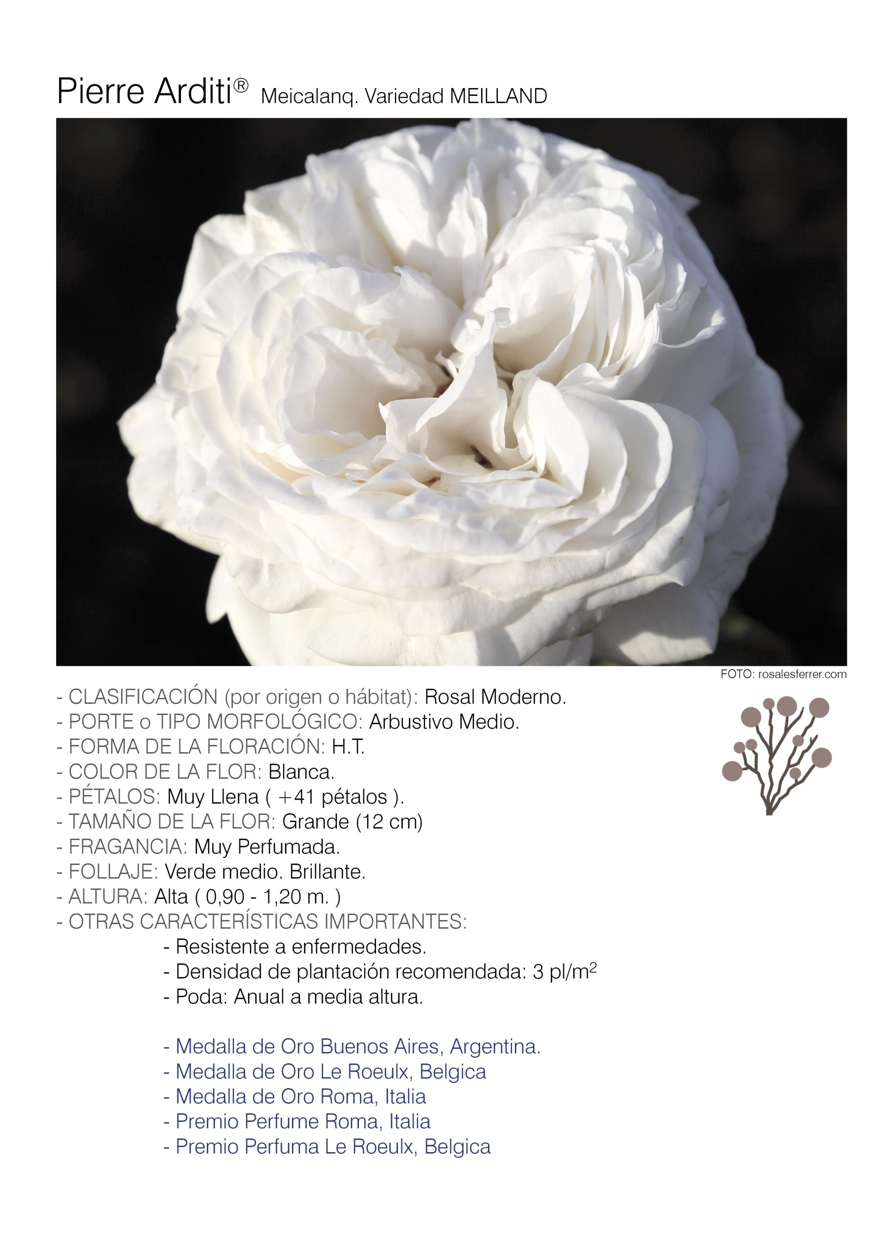 1 rosal PIERRE ARDITI - Meicalanq.