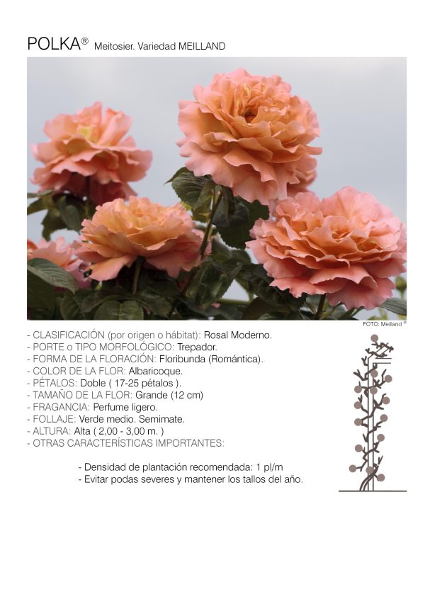 1 rosal POLKA TREP. – Meitosier.