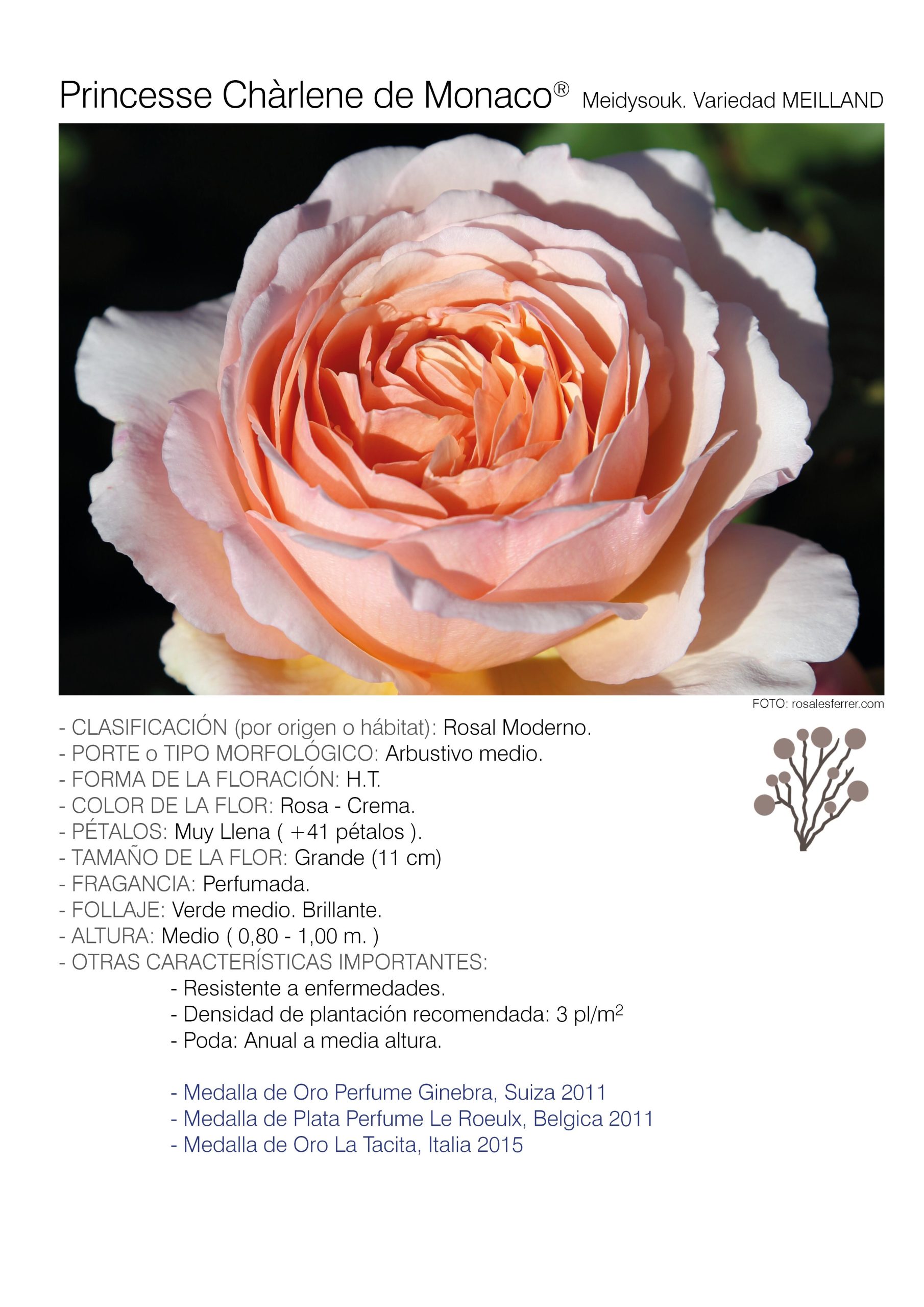 1 rosal PRINCESSE CHARLENE DE MONACO - Meidysouk.