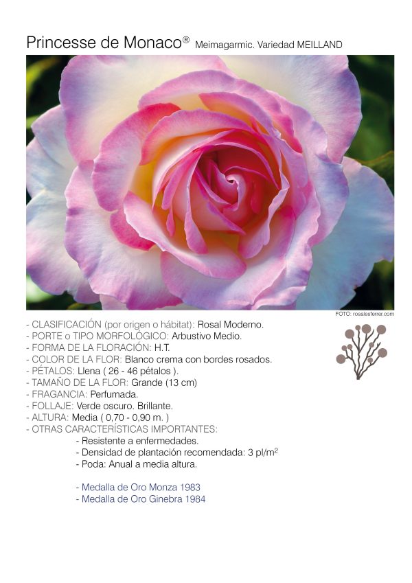 1 rosal PRINCESSE DE MONACO – Meimagarmic.