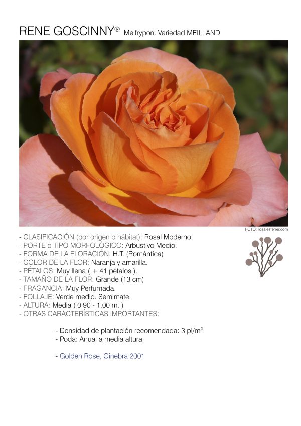 1 rosal RENE GOSCINNY – Meifrypon.