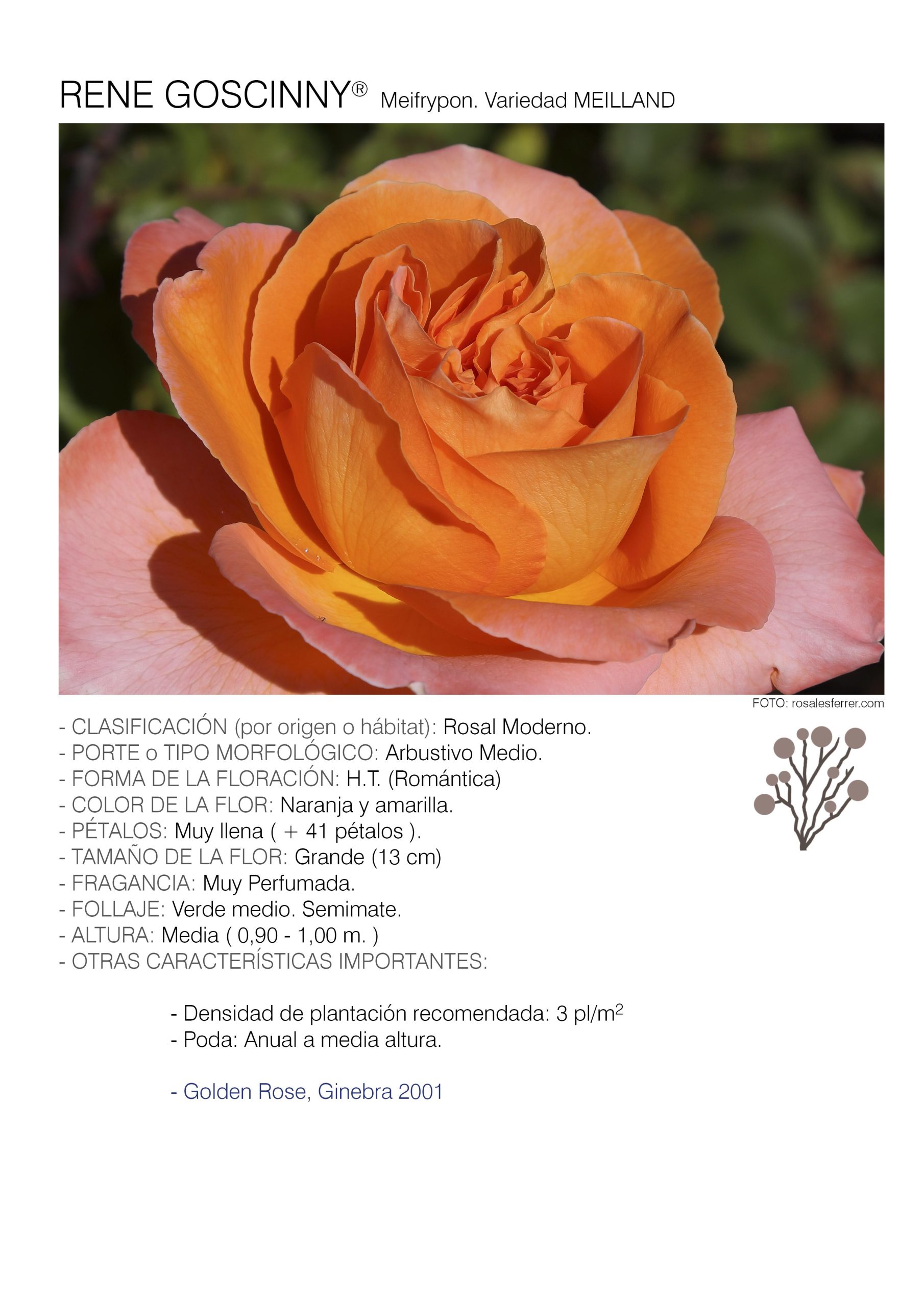 1 rosal RENE GOSCINNY - Meifrypon.