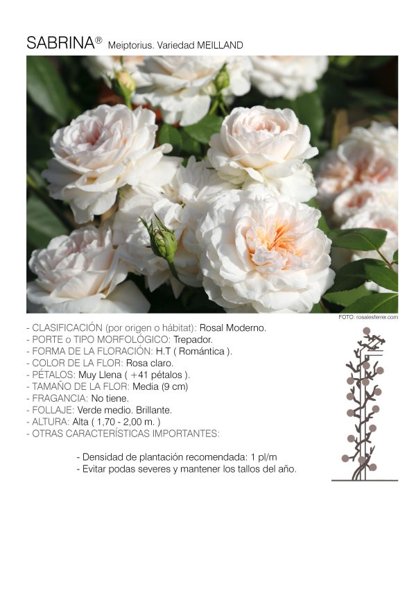 1 rosal SABRINA TREP. – Meiptorius.