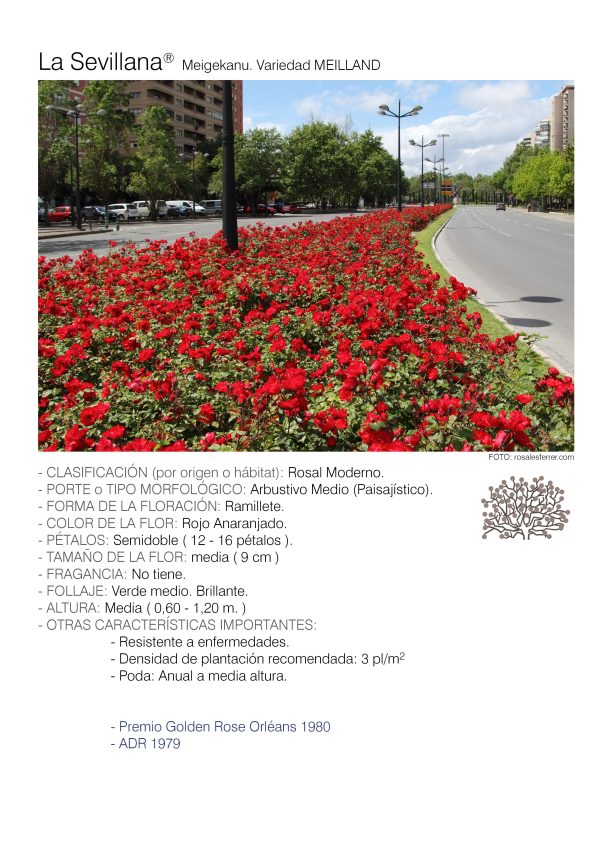 1 rosal LA SEVILLANA – Meigekanu.