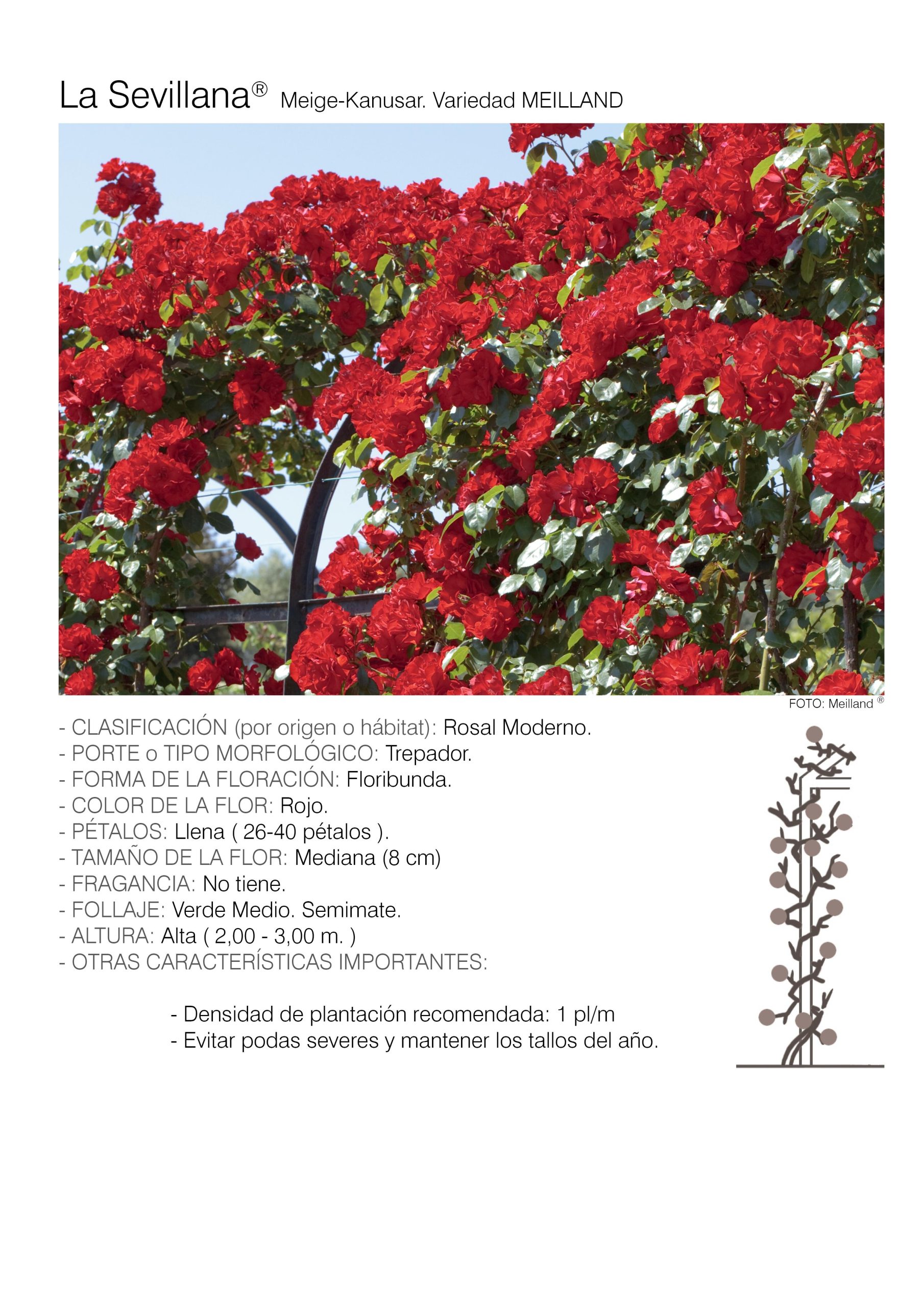 1 rosal LA SEVILLANA TREP. - Meige-kanusar.