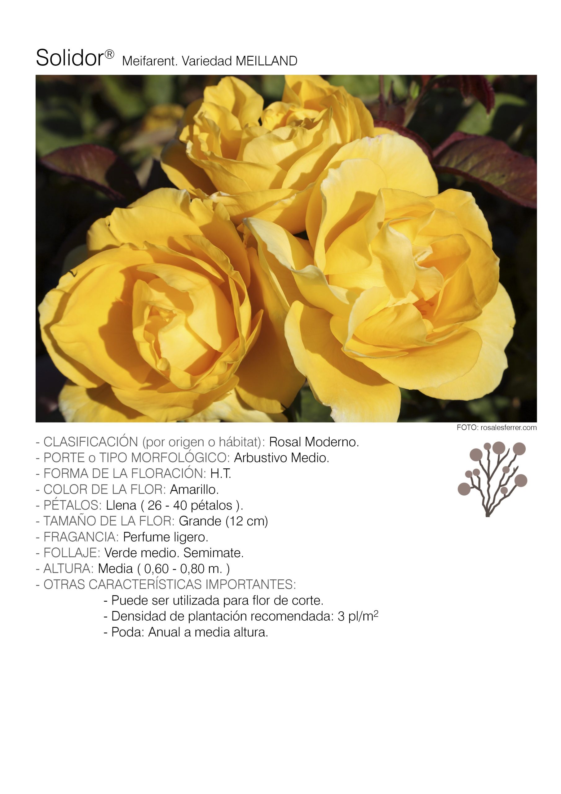1 rosal SOLIDOR - Meifarent.