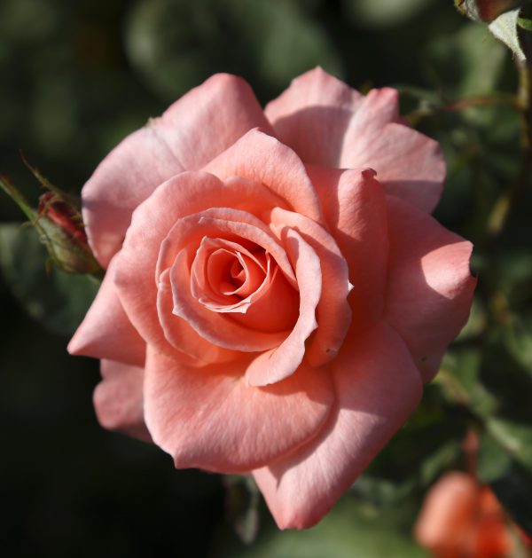 1 rosal SONIA MEILLAND – Meihelvet.