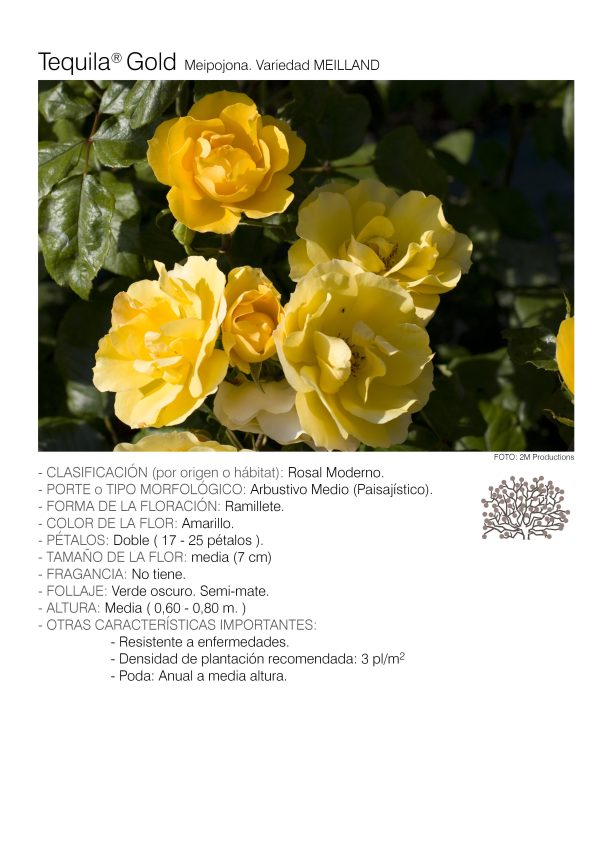 1 rosal TEQUILA GOLD – Meipojona.
