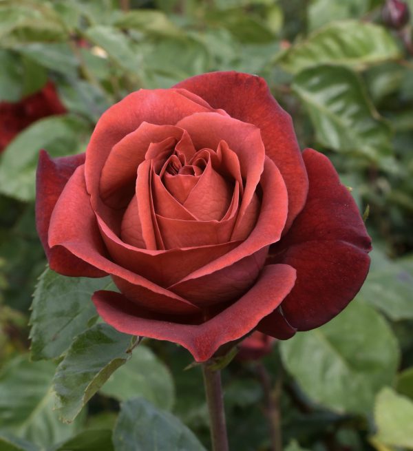 1 rosal TERRACOTA – Simchoca. 1 rosal TERRACOTA – Simchoca.