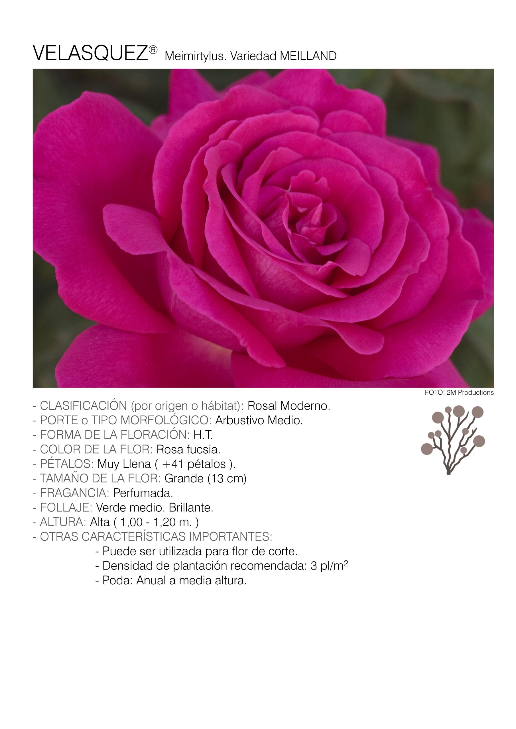 10 rosales VELASQUEZ - Meimirtylus.