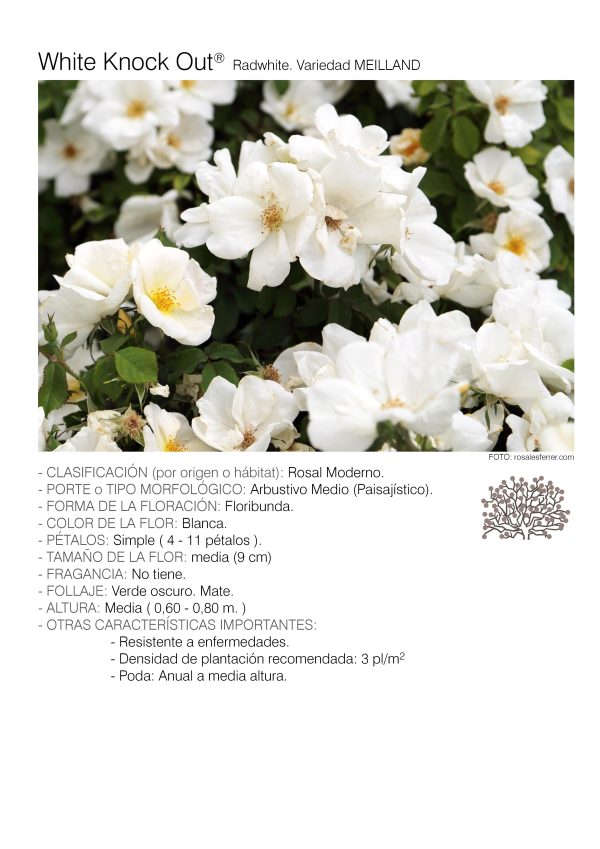 10 rosales WHITE KNOCK OUT – Radwhite.