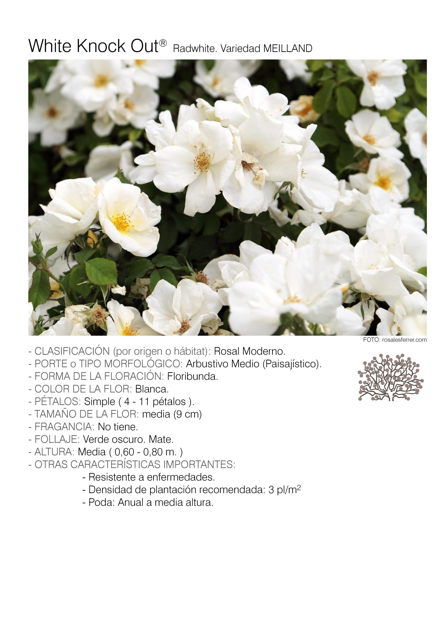 10 rosales WHITE KNOCK OUT - Radwhite.