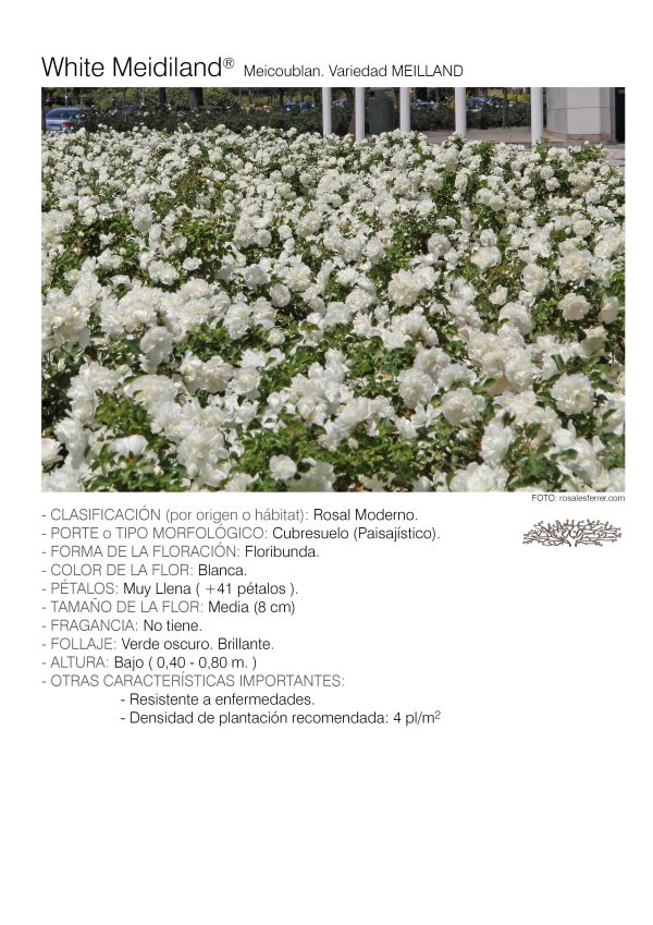 1 rosal WHITE MEIDILAND – Meicoublan. 1 rosal WHITE MEIDILAND – Meicoublan.