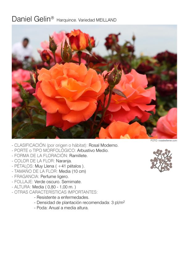 10 rosales DANIEL GELIN – Harquince.