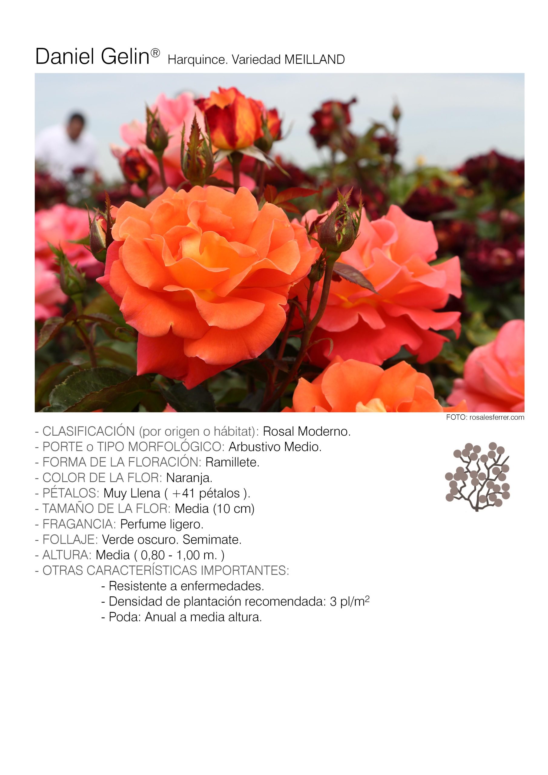 10 rosales DANIEL GELIN - Harquince.