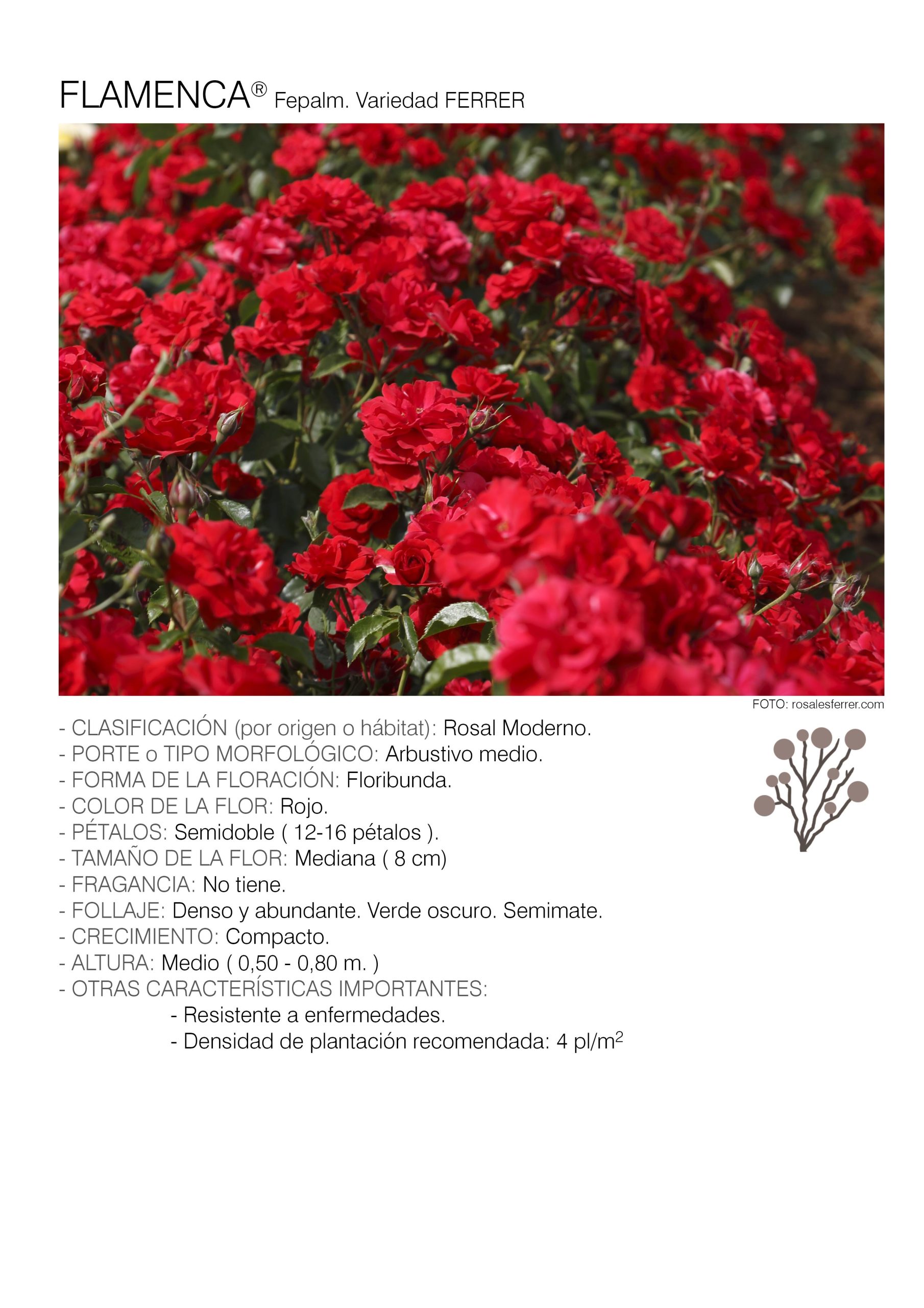 10 rosales FLAMENCA - Fepalm.