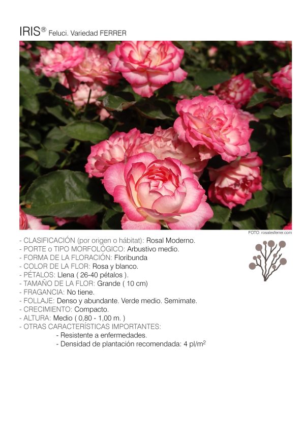 10 rosales IRIS – Feluci