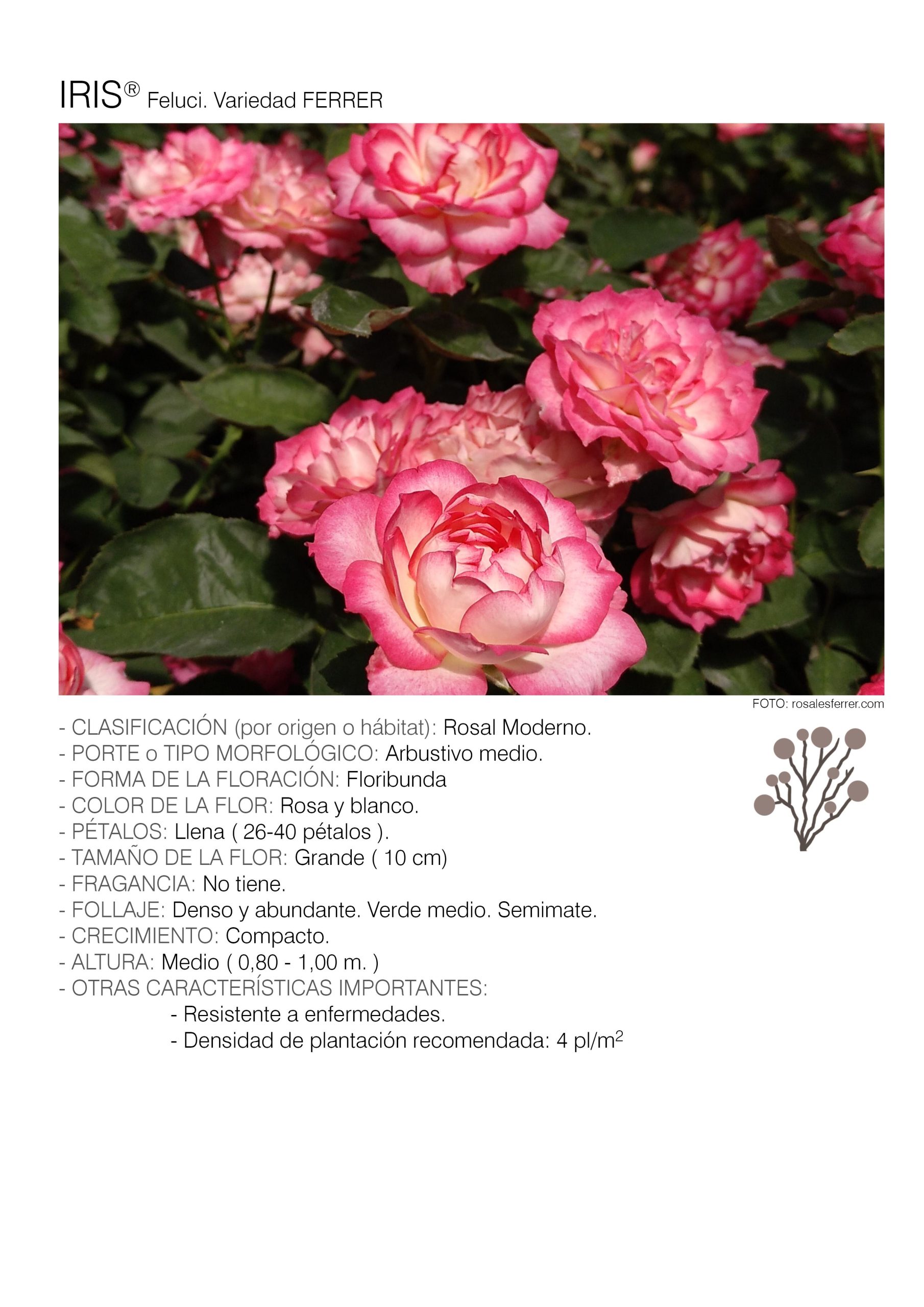 10 rosales IRIS - Feluci