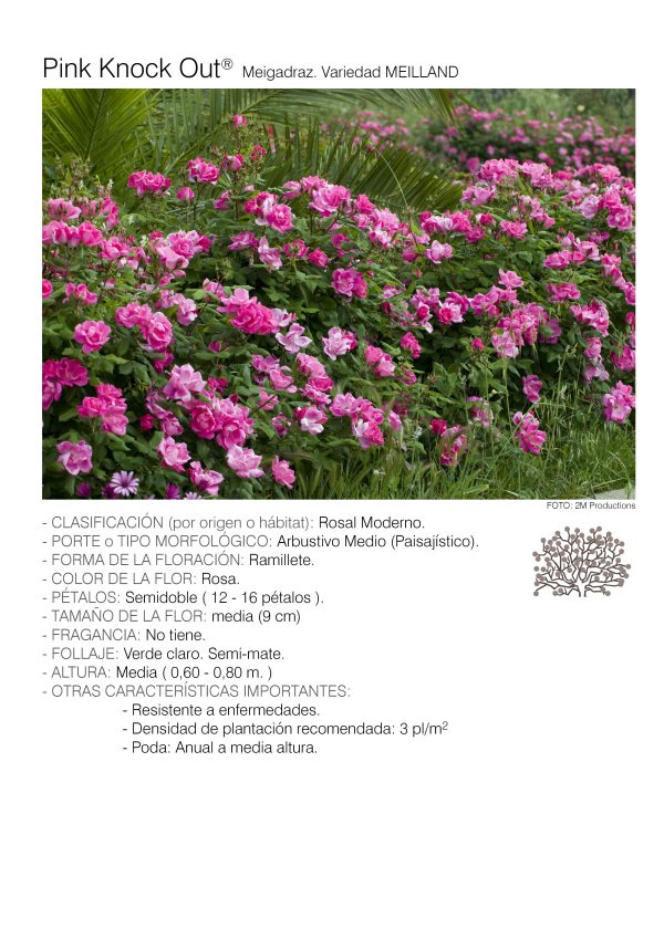 10 rosales PINK KNOCK OUT – Meigadraz.
